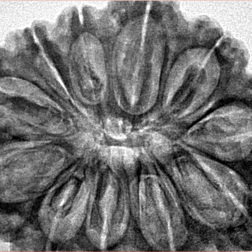 11 Mukhi Rudraksha 35mm 8.23gm - Inverse xray
