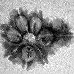 Sawar/Ganesh (7+1) 21.4mm 2.09gm - Inverse xray