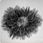 11 Mukhi Rudraksha 24.7mm 3.83gm - Inverse xray