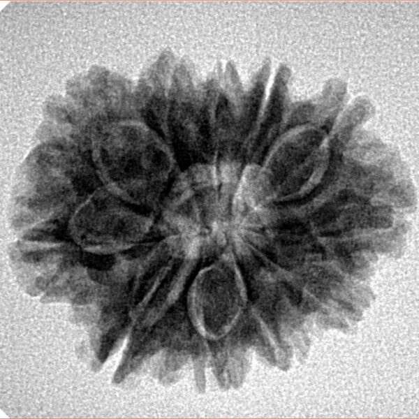11 Mukhi Rudraksha 24.7mm 3.83gm - Inverse xray
