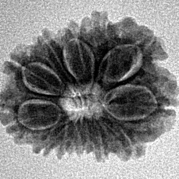 12 Mukhi Rudraksha 20.5mm 2gm - Inverse xray