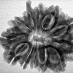 12 Mukhi Ganesh 28.2mm 5.14gm - Inverse xray