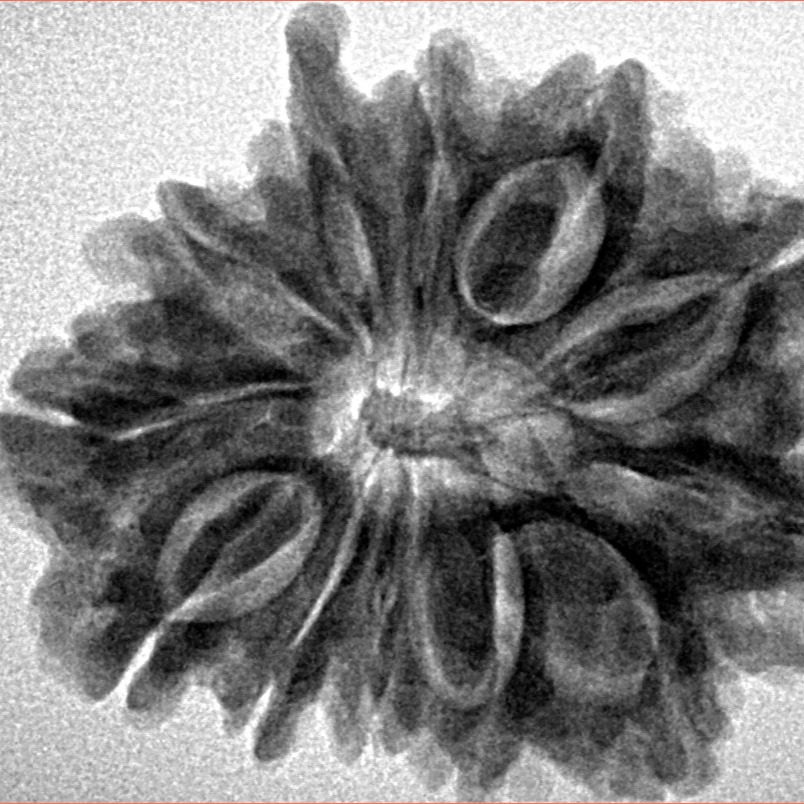 12 Mukhi Ganesh 28.2mm 5.14gm - Inverse xray