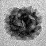 2 Mukhi Rudraksha 14.4mm 0.83gm - Inverse xray