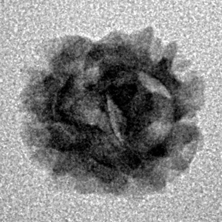 2 Mukhi Rudraksha 14.4mm 0.83gm - Inverse xray