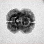 2 Mukhi Rudraksha 22.7mm 2.76gm - Inverse xray