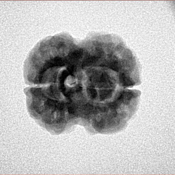 2 Mukhi Rudraksha 22.7mm 2.76gm - Inverse xray