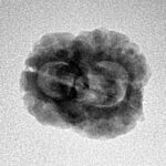 2 Mukhi Rudraksha 23.3mm 2gm - Inverse xray