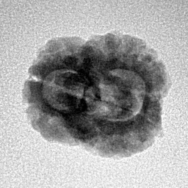 2 Mukhi Rudraksha 23.3mm 2gm - Inverse xray