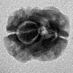 2 Mukhi Rudraksha 15.4mm 1.11gm - Inverse xray