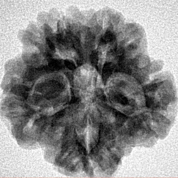 1MK(Underdeveloped) 22.3mm 3.89gm - Inverse xray