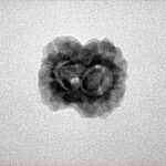 2 Mukhi Rudraksha 19.7mm 1.4gm - Inverse xray