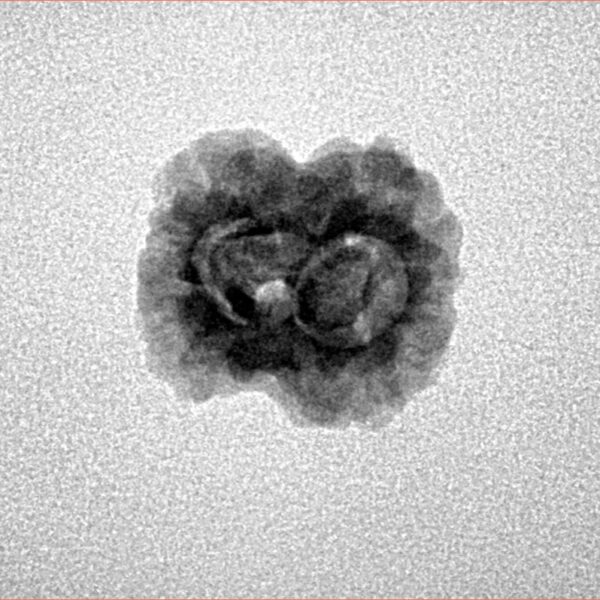 2 Mukhi Rudraksha 19.7mm 1.4gm - Inverse xray