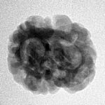 2 Mukhi Rudraksha 22.4mm 2.51gm - Inverse xray