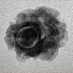 2 Mukhi Rudraksha 14.4mm 1.1gm - Inverse xray