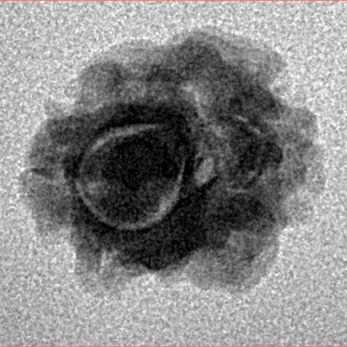 2 Mukhi Rudraksha 14.4mm 1.1gm - Inverse xray