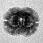 2 Mukhi Rudraksha 17.8mm 1.48gm - Inverse xray