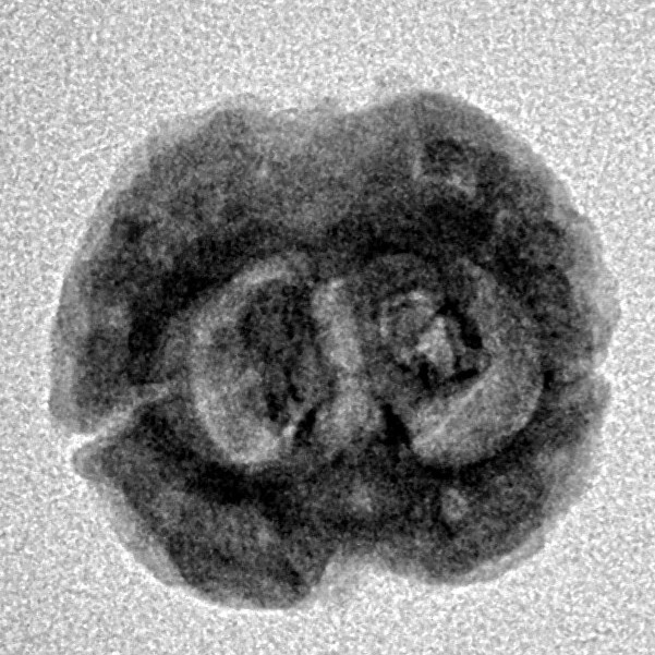 2 Mukhi Rudraksha 22.2mm 2.33gm - Inverse xray