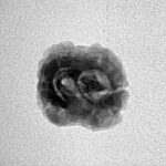 2 Mukhi Rudraksha 20.7mm 1.44gm - Inverse xray