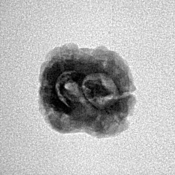 2 Mukhi Rudraksha 20.7mm 1.44gm - Inverse xray