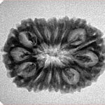 15 Mukhi Rudraksha 25.9mm 3gm - Inverse xray