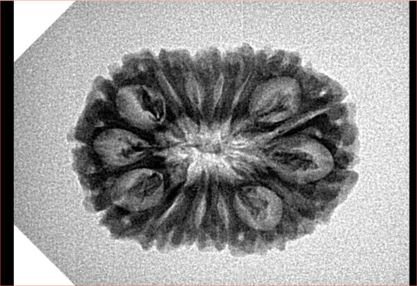 15 Mukhi Rudraksha 25.9mm 3gm - Inverse xray