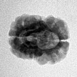 2 Mukhi Rudraksha 22.3mm 1.78gm - Inverse xray