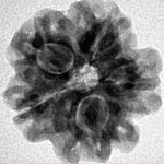 1MK(Underdeveloped) 21.3mm 3gm - Inverse xray