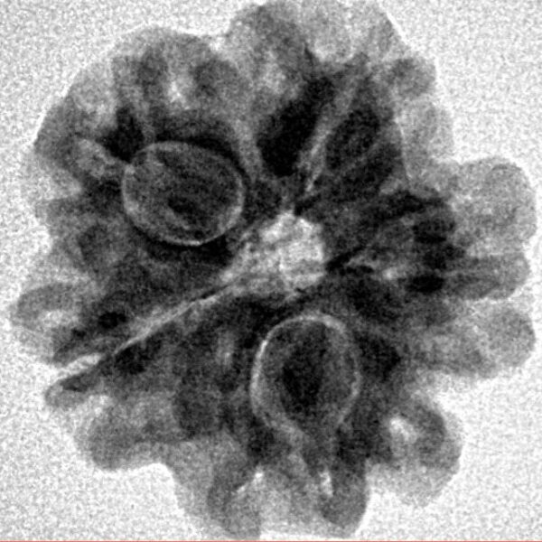 1MK(Underdeveloped) 21.3mm 3gm - Inverse xray
