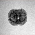 2 Mukhi Rudraksha 19.9mm 1.53gm - Inverse xray