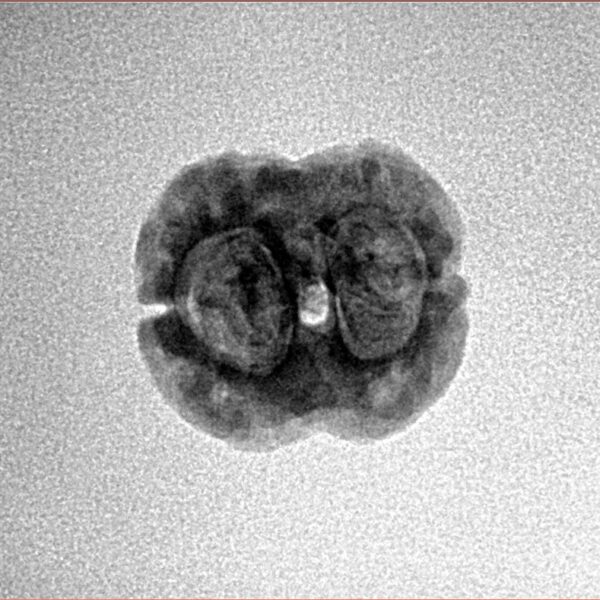 2 Mukhi Rudraksha 19.9mm 1.53gm - Inverse xray