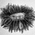 17 Mukhi Rudraksha 23.5mm 2.72gm - Inverse xray