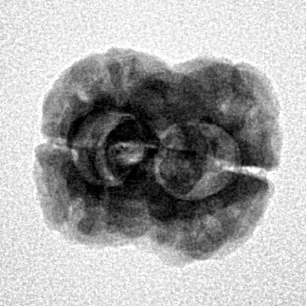 2 Mukhi Rudraksha 23.6mm 2.28gm - Inverse xray