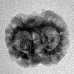 2 Mukhi Rudraksha 19.8mm 1.21gm - Inverse xray