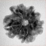 1MK(Underdeveloped) 21.1mm 3gm - Inverse xray