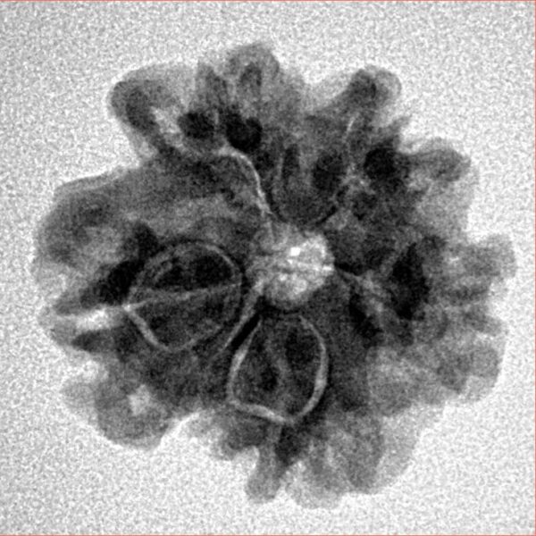 1MK(Underdeveloped) 21.1mm 3gm - Inverse xray