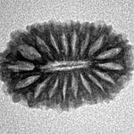 18 Mukhi Rudraksha 19.2mm 1.42gm - Inverse xray