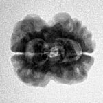 2 Mukhi Rudraksha 24.3mm 2.59gm - Inverse xray