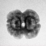 2 Mukhi Rudraksha 20.9mm 1.94gm - Inverse xray