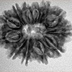 12 Mukhi Rudraksha 25.6mm 3.88gm - Inverse xray