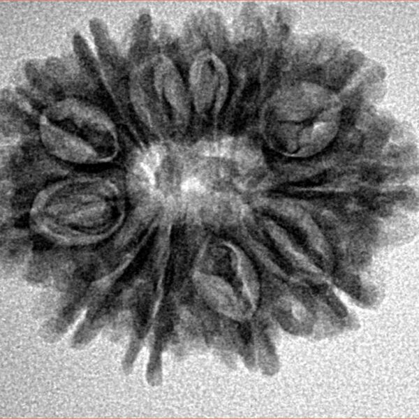 12 Mukhi Rudraksha 25.6mm 3.88gm - Inverse xray