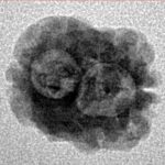 2 Mukhi Rudraksha 17.7mm 1.19gm - Inverse xray