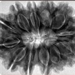 12 Mukhi Rudraksha 33.5mm 7.82gm - Inverse xray