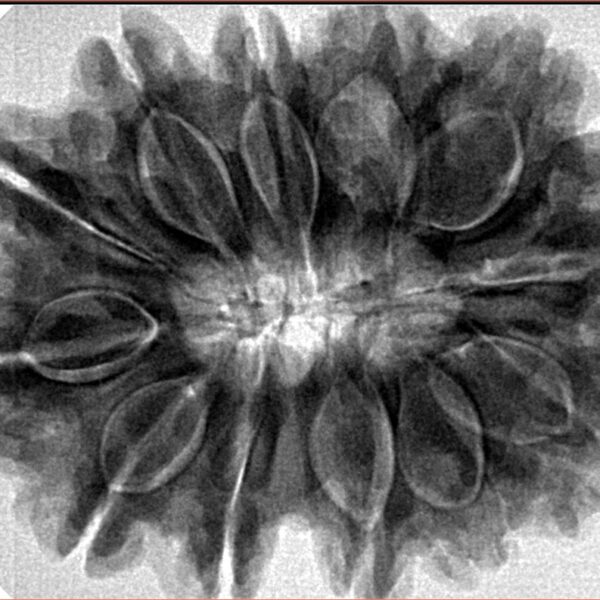 12 Mukhi Rudraksha 33.5mm 7.82gm - Inverse xray