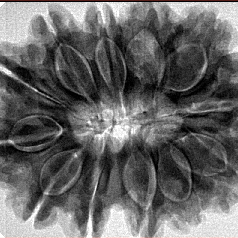 12 Mukhi Rudraksha 33.5mm 7.82gm - Inverse xray