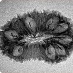 19 Mukhi Rudraksha 28.1mm 2.37gm - Inverse xray