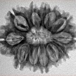 12 Mukhi Rudraksha 26.1mm 2.48gm - Inverse xray