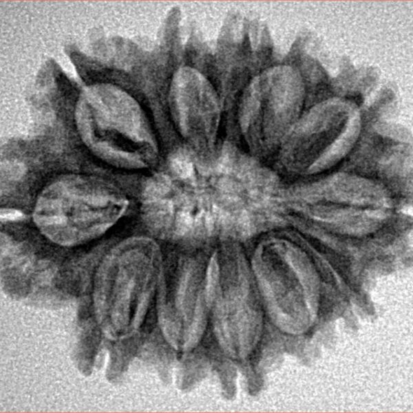 12 Mukhi Rudraksha 26.1mm 2.48gm - Inverse xray