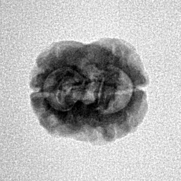 2 Mukhi Rudraksha 19.9mm 1.51gm - Origin: Nepal - Inverse xray