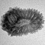 18 Mukhi Rudraksha 22.9mm 2.09gm - Inverse xray